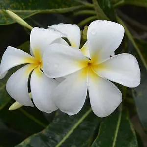 https://haamaire.frenchpolynesia-hotels.com